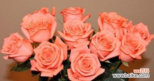 探寻玫瑰花背后的浪漫、热情和爱情 浪漫之花