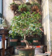 家庭桂花栽培方法、精选桂花品种推荐 如何在家养好桂花