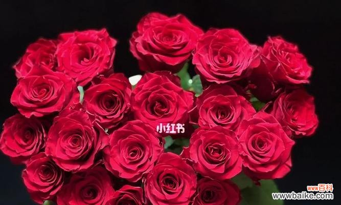 盘点世间珍稀的玫瑰品种，让你爱不释手 稀有玫瑰品种探秘——那些让人心驰神往的花朵