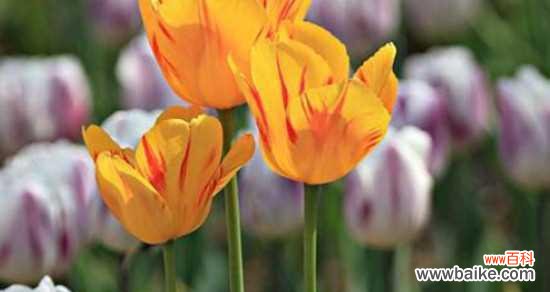 掌握万物有情的含义 探究郁金香的象征意义