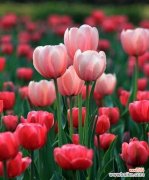 掌握万物有情的含义 探究郁金香的象征意义