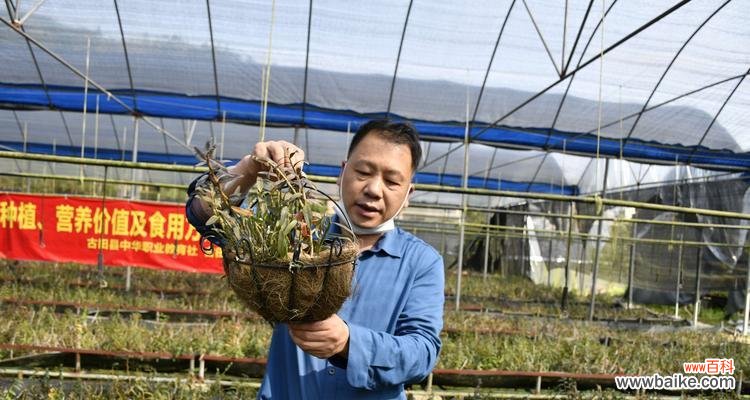 让你轻松掌握铁皮石斛栽培技巧 铁皮石斛的栽培与养护