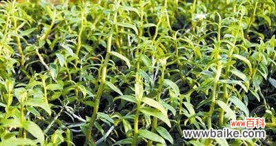 让你轻松掌握铁皮石斛栽培技巧 铁皮石斛的栽培与养护