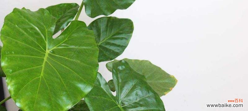 打造美丽的观音盆景，从扦插开始 滴水观音的扦插技巧