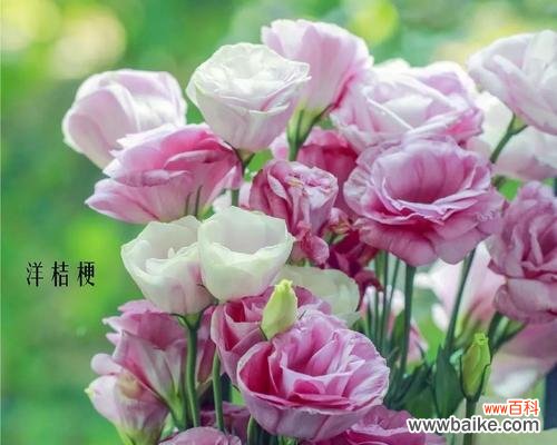 探索鲜花的世界 花店常见花品种详解