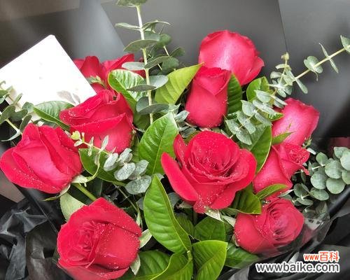 探索鲜花的世界 花店常见花品种详解