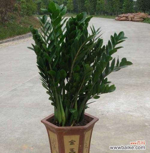 详解金钱树的养殖方法和注意事项，让你的金钱树健康茁壮成长 如何养护金钱树