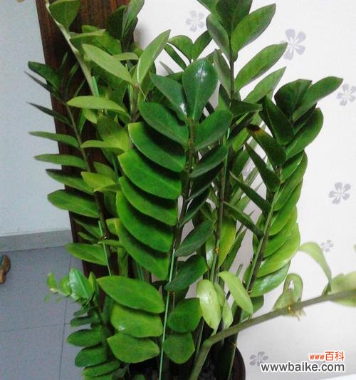 详解金钱树的养殖方法和注意事项，让你的金钱树健康茁壮成长 如何养护金钱树