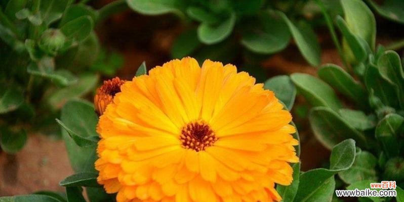 金盏菊栽培方法及注意事项 如何成功种植金盏菊
