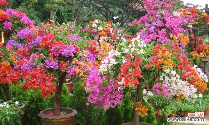 打造美丽而健康的三角梅盆景 三角梅盆景的养殖方法和技巧