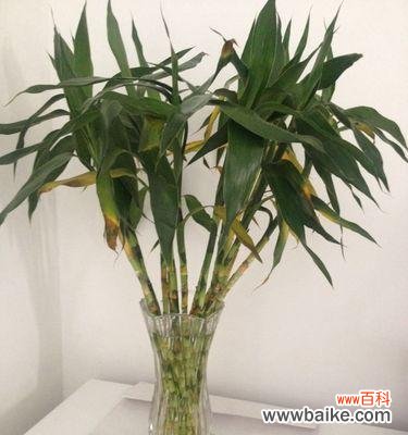 掌握5个窍门，让富贵竹叶子再次恢复绿意 如何解决水培富贵竹叶子发黄问题？