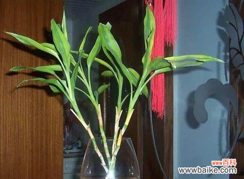 掌握5个窍门，让富贵竹叶子再次恢复绿意 如何解决水培富贵竹叶子发黄问题？