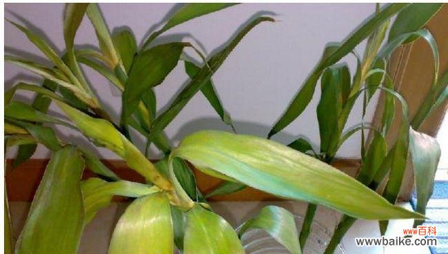 掌握5个窍门，让富贵竹叶子再次恢复绿意 如何解决水培富贵竹叶子发黄问题？