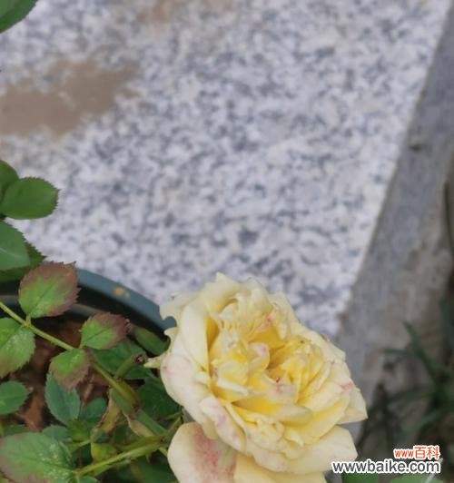 探究月季花苞不开花的问题，让你的月季盛开不停歇 月季花苞不开花的原因和解决方法