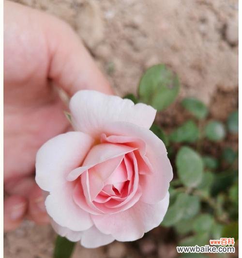 探究月季花苞不开花的问题，让你的月季盛开不停歇 月季花苞不开花的原因和解决方法