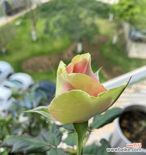 探究月季花苞不开花的问题，让你的月季盛开不停歇 月季花苞不开花的原因和解决方法