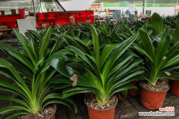 君子兰叶子下垂怎么处理