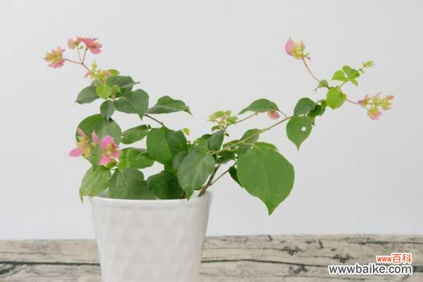 三角梅施肥过多叶子都掉了怎么办,叶子发黄一碰就掉的原因及