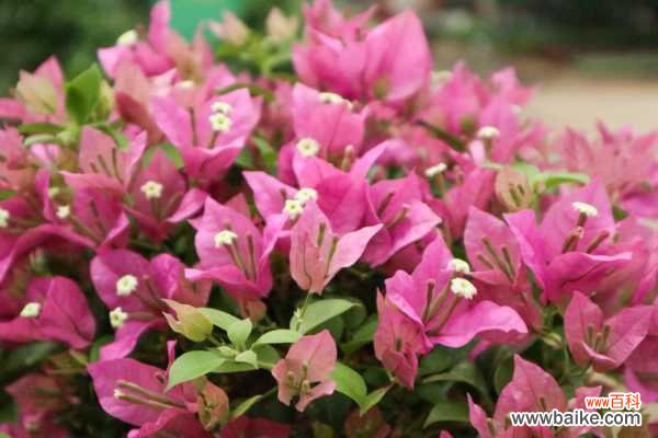 三角梅施肥过多叶子都掉了怎么办,叶子发黄一碰就掉的原因及