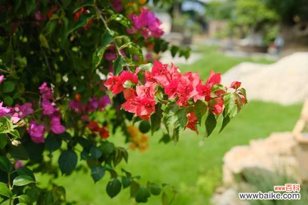 三角梅施肥过多叶子都掉了怎么办,叶子发黄一碰就掉的原因及