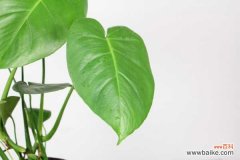 龟背竹叶子小怎么回事，怎么解决