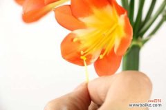 君子兰不开花是什么原因，需要怎么处理