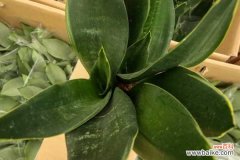 虎皮兰在室内养叶子发蔫怎么回事，蔫了还能活吗