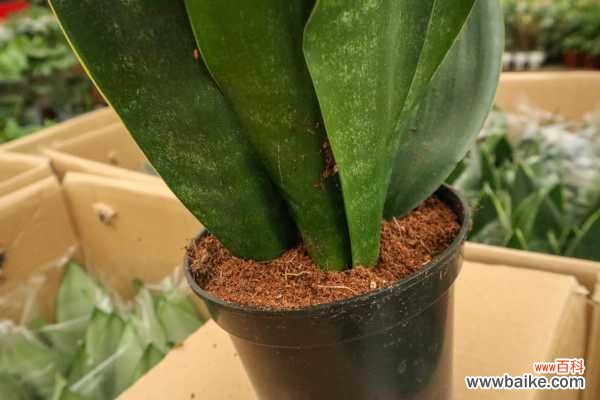 虎皮兰突然焉了的原因,怎么办