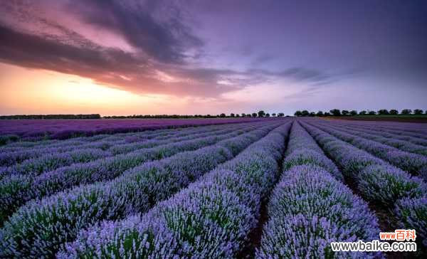 薰衣草倒伏怎么办,薰衣草垂头的原因