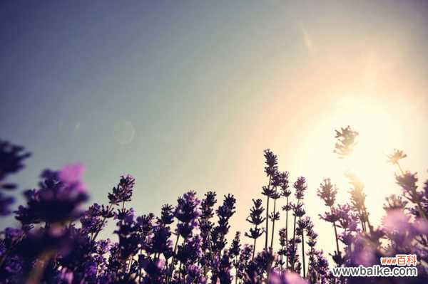 薰衣草倒伏怎么办,薰衣草垂头的原因