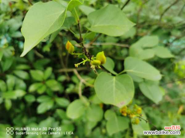 丁香花叶子发蔫怎么回事,叶子发蔫怎么办