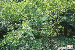 丁香花叶子发蔫怎么回事，叶子发蔫怎么办