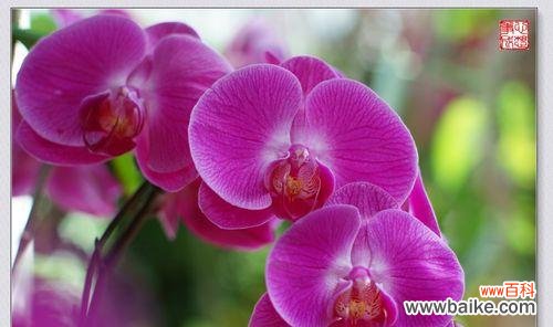 美丽高雅的兰花 兰花的花语与寓意