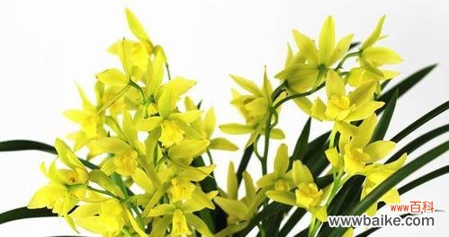 探寻兰花的文化内涵与美学价值 兰花的象征意义及其美丽之处