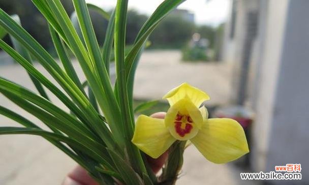 探寻兰花的文化内涵与美学价值 兰花的象征意义及其美丽之处