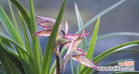 探索兰花的花语之谜 兰花花语