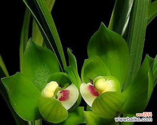 傲立清风中的高贵之花 兰花花语