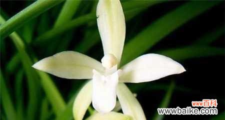 傲立清风中的高贵之花 兰花花语