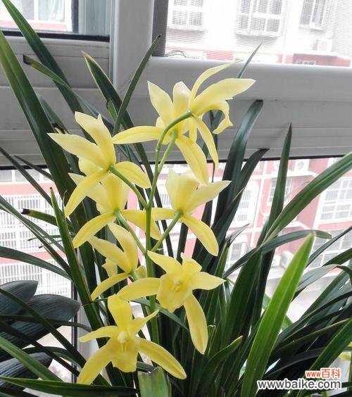 一朵傲立繁华的兰花 兰花之美