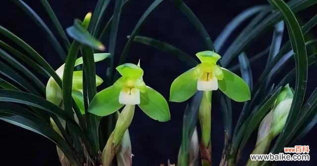 一朵傲立繁华的兰花 兰花之美