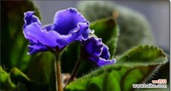 以蓝桉传达友谊与祝福的花语用途及意义 以蓝桉的花语与送人适用性解析