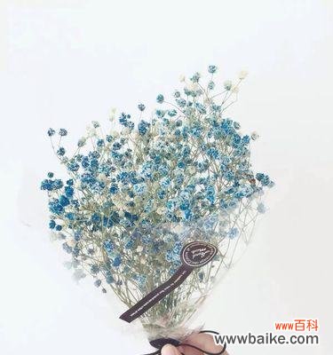 以蓝桉传达友谊与祝福的花语用途及意义 以蓝桉的花语与送人适用性解析