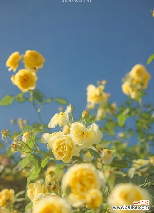 以蓝桉传达友谊与祝福的花语用途及意义 以蓝桉的花语与送人适用性解析