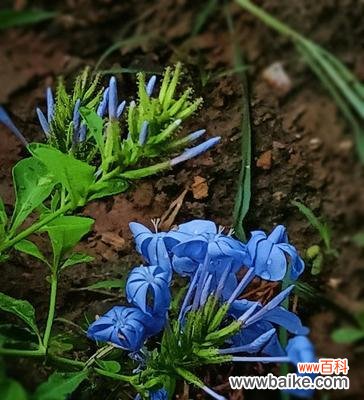 深入探索蓝花丹的象征意义 蓝花丹的花语——神秘与纯洁