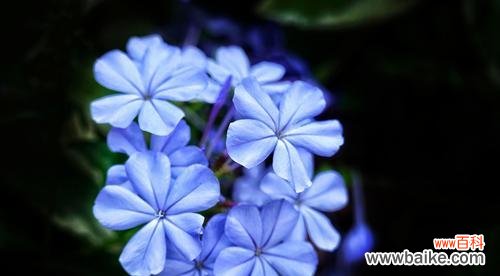 深入探索蓝花丹的象征意义 蓝花丹的花语——神秘与纯洁