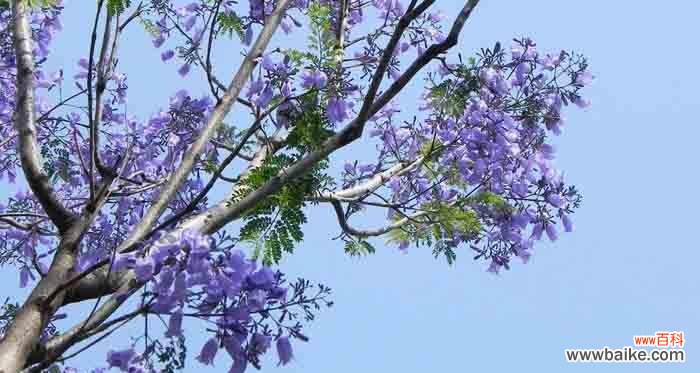 探寻蓝花楹的花语之美与哲理 以蓝花楹的花语揭示人生真谛