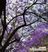 探寻蓝花楹的花语之美与哲理 以蓝花楹的花语揭示人生真谛