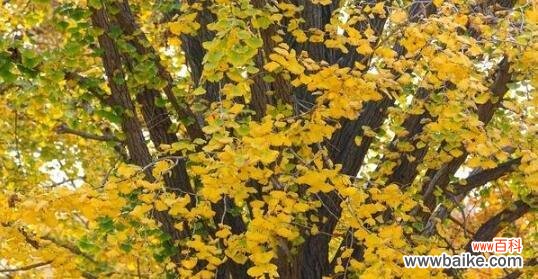 探究蓝桉的花语以及它所传递的情感 蓝桉的花语及意义