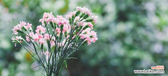 探究蓝桉的花语以及它所传递的情感 蓝桉的花语及意义