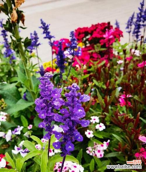 探寻蓝花鼠尾草的深层含义 蓝花鼠尾草的花语与寓意